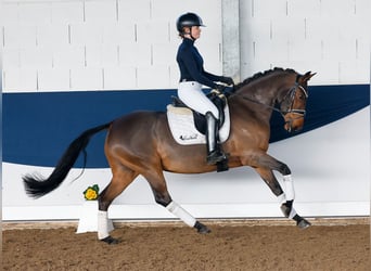 Deutsches Reitpony, Stute, 6 Jahre, 147 cm, Brauner