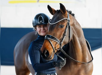 Deutsches Reitpony, Stute, 6 Jahre, 147 cm, Brauner