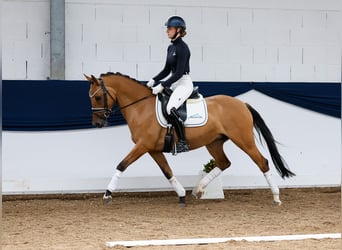 Deutsches Reitpony, Stute, 6 Jahre, 147 cm, Brauner