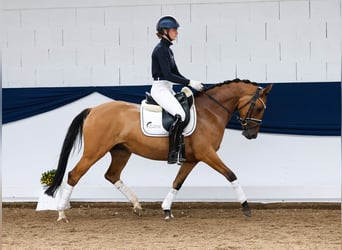 Deutsches Reitpony, Stute, 6 Jahre, 147 cm, Brauner