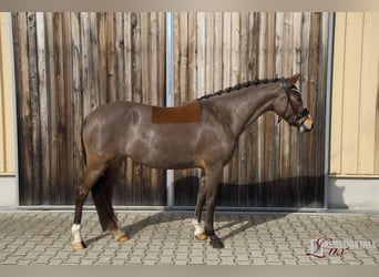 Deutsches Reitpony, Stute, 6 Jahre, 147 cm, Brauner