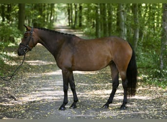 Deutsches Reitpony, Stute, 6 Jahre, 147 cm, Brauner