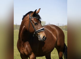 Deutsches Reitpony, Stute, 6 Jahre, 147 cm, Brauner