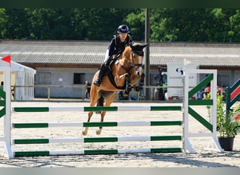 Deutsches Reitpony, Stute, 6 Jahre, 147 cm, Buckskin