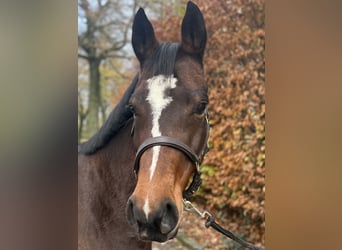 Deutsches Reitpony, Stute, 6 Jahre, 147 cm, Dunkelbrauner