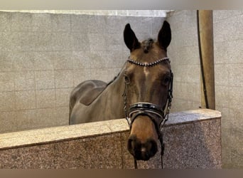 Deutsches Reitpony, Stute, 6 Jahre, 147 cm, Dunkelbrauner