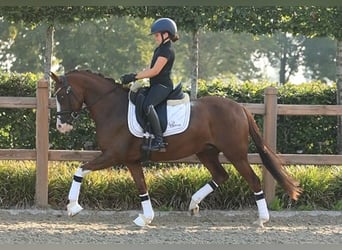 Deutsches Reitpony, Stute, 6 Jahre, 147 cm, Dunkelfuchs