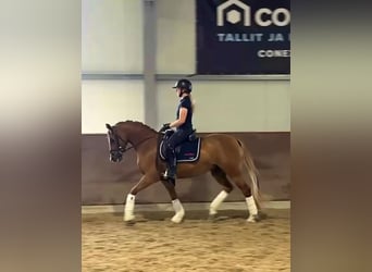 Deutsches Reitpony, Stute, 6 Jahre, 147 cm, Dunkelfuchs