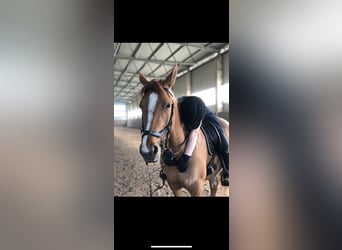 Deutsches Reitpony, Stute, 6 Jahre, 147 cm, Fuchs