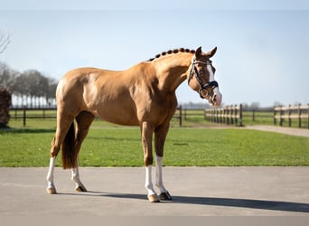 Deutsches Reitpony, Stute, 6 Jahre, 147 cm, Fuchs