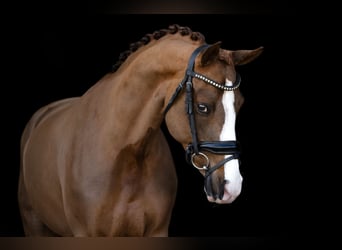 Deutsches Reitpony, Stute, 6 Jahre, 147 cm, Fuchs