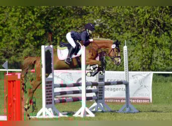 Deutsches Reitpony, Stute, 6 Jahre, 147 cm, Fuchs