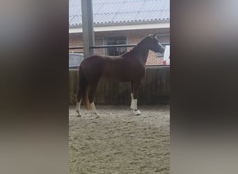 Deutsches Reitpony, Stute, 6 Jahre, 147 cm, Fuchs