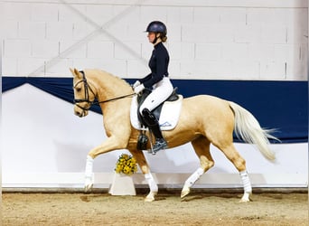 Deutsches Reitpony, Stute, 6 Jahre, 147 cm, Palomino