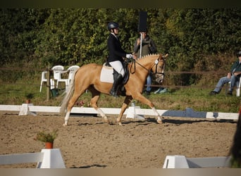 Deutsches Reitpony, Stute, 6 Jahre, 147 cm, Palomino