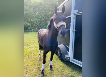 Deutsches Reitpony, Stute, 6 Jahre, 147 cm, Rappe