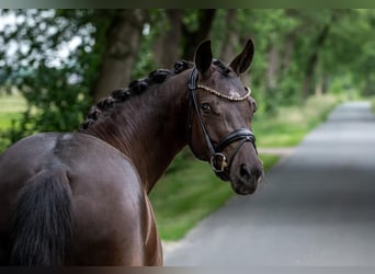 Deutsches Reitpony, Stute, 6 Jahre, 147 cm, Rappe