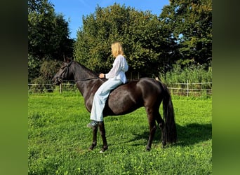 Deutsches Reitpony, Stute, 6 Jahre, 147 cm, Rappe