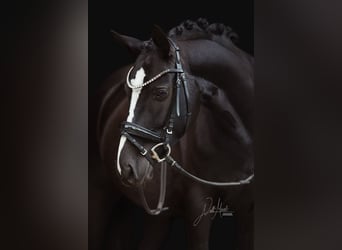 Deutsches Reitpony, Stute, 6 Jahre, 147 cm, Rappe