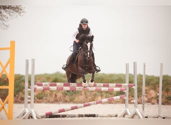 Deutsches Reitpony, Stute, 6 Jahre, 147 cm, Rappe