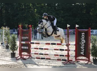 Deutsches Reitpony, Stute, 6 Jahre, 147 cm, Schimmel