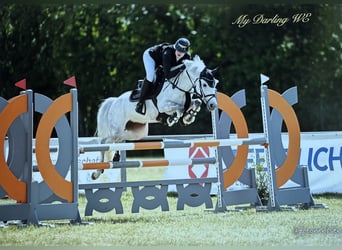 Deutsches Reitpony, Stute, 6 Jahre, 147 cm, Schimmel