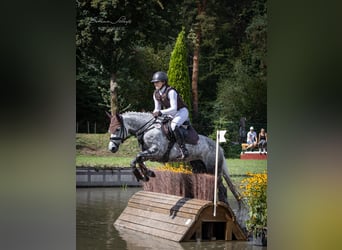 Deutsches Reitpony, Stute, 6 Jahre, 147 cm, Schimmel