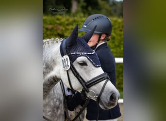 Deutsches Reitpony, Stute, 6 Jahre, 147 cm, Schimmel