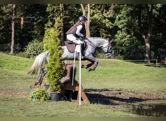 Deutsches Reitpony, Stute, 6 Jahre, 147 cm, Schimmel
