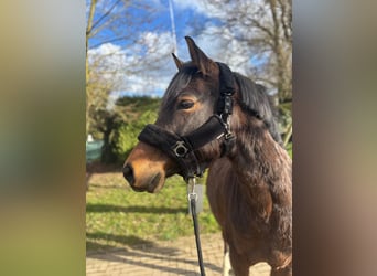 Deutsches Reitpony, Stute, 6 Jahre, 148 cm, Brauner