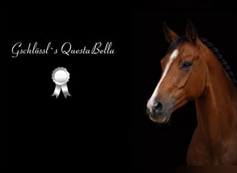 Deutsches Reitpony, Stute, 6 Jahre, 148 cm, Brauner