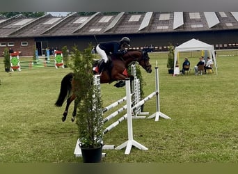 Deutsches Reitpony, Stute, 6 Jahre, 148 cm, Brauner