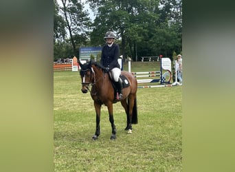 Deutsches Reitpony, Stute, 6 Jahre, 148 cm, Brauner