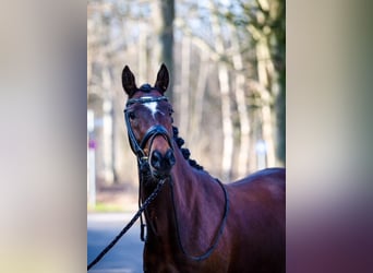 Deutsches Reitpony, Stute, 6 Jahre, 148 cm, Brauner