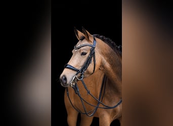 Deutsches Reitpony, Stute, 6 Jahre, 148 cm, Buckskin