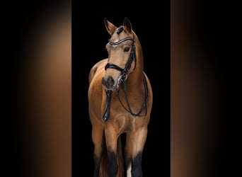 Deutsches Reitpony, Stute, 6 Jahre, 148 cm, Buckskin