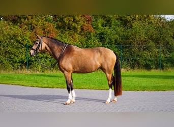 Deutsches Reitpony, Stute, 6 Jahre, 148 cm, Buckskin