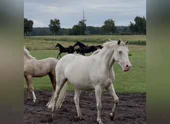 Deutsches Reitpony, Stute, 6 Jahre, 148 cm, Cremello