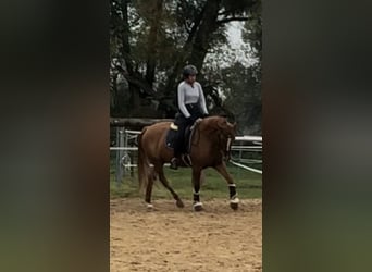 Deutsches Reitpony, Stute, 6 Jahre, 148 cm