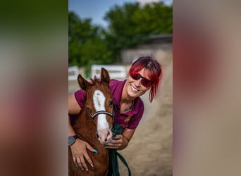 Deutsches Reitpony, Stute, 6 Jahre, 148 cm