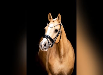 Deutsches Reitpony, Stute, 6 Jahre, 148 cm