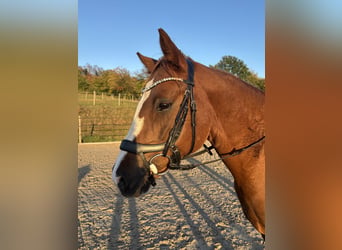 Deutsches Reitpony, Stute, 6 Jahre, 148 cm, Dunkelfuchs