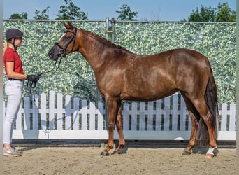 Deutsches Reitpony, Stute, 6 Jahre, 148 cm, Dunkelfuchs