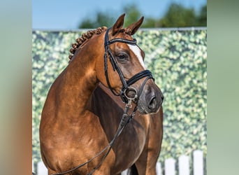 Deutsches Reitpony, Stute, 6 Jahre, 148 cm, Dunkelfuchs