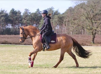 Deutsches Reitpony, Stute, 6 Jahre, 148 cm, Falbe