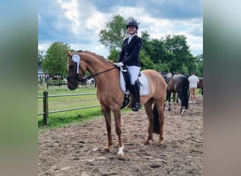 Deutsches Reitpony, Stute, 6 Jahre, 148 cm, Falbe