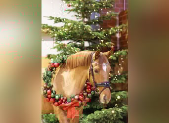 Deutsches Reitpony, Stute, 6 Jahre, 148 cm, Falbe