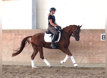 Deutsches Reitpony, Stute, 6 Jahre, 148 cm, Fuchs