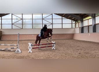 Deutsches Reitpony, Stute, 6 Jahre, 148 cm, Fuchs