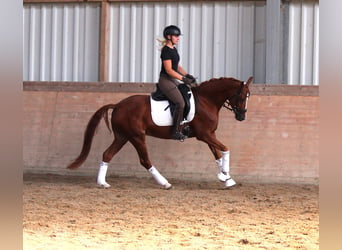 Deutsches Reitpony, Stute, 6 Jahre, 148 cm, Fuchs